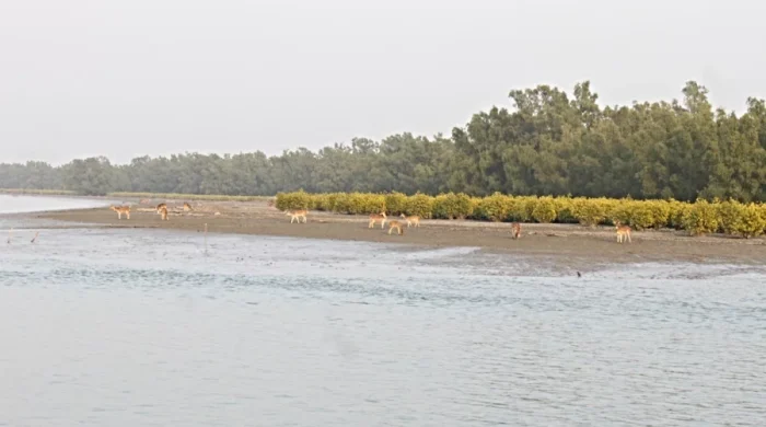 Sundarban-সুন্দরবন