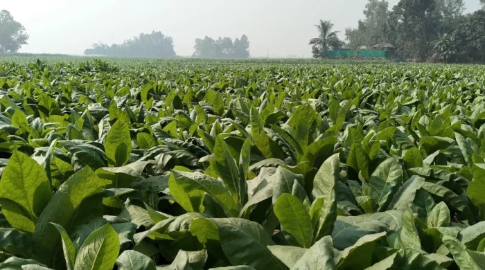 Tangail কৃষক