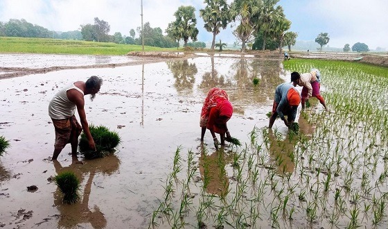 বরেন্দ্র ভূমি কৃষি কাজ